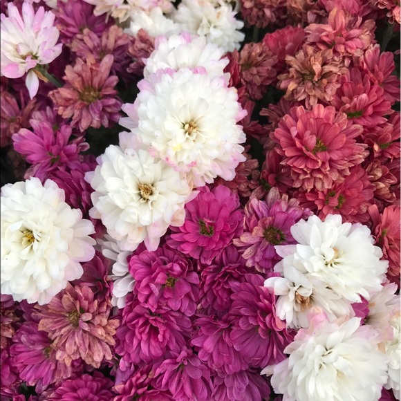 Meet your Posher, Julia - Picture 1 of 1